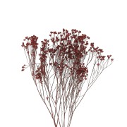Gypsophile Rouge - fleur séchée pour composition florale x1 tige
