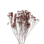 Gypsophile Rouge - fleur séchée pour composition florale x1 tige