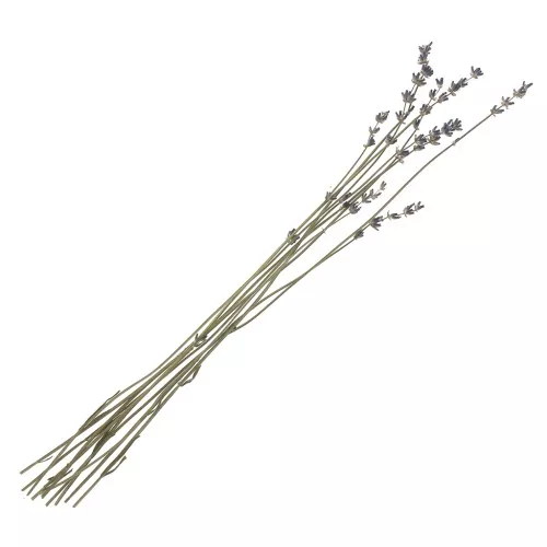 Lavande - fleur séchée pour composition florale x10 tiges
