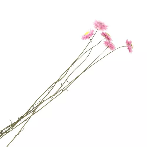 Immortelle d'Australie Rose - fleur séchée pour composition florale x5 tiges