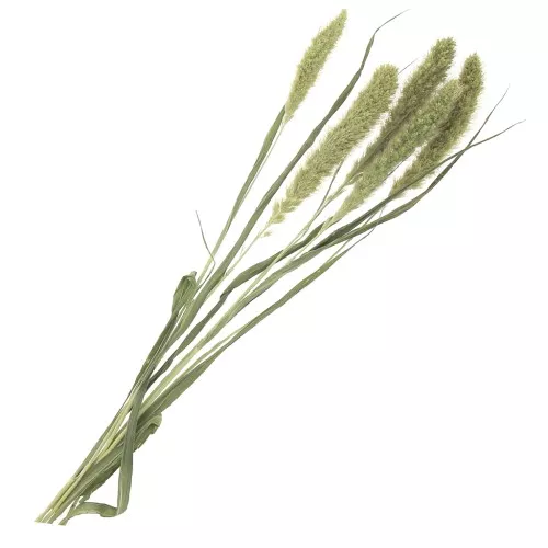 Fleurs de Sétaire Verte séchées pour composition florale x5 tiges