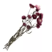 Immortelle Rose - Hélichrysum -fleur séchée pour composition florale x5 tiges