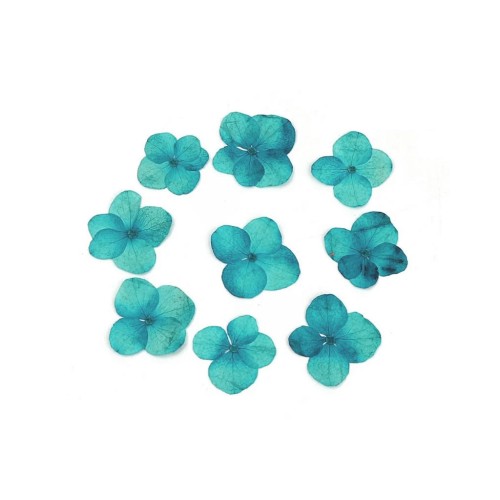 Fleurs séchées et pressées sur planche - Hortensia bleu x1