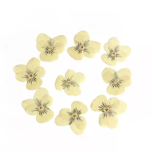 Fleurs séchées et pressées sur planche - Pensée jaune clair x1
