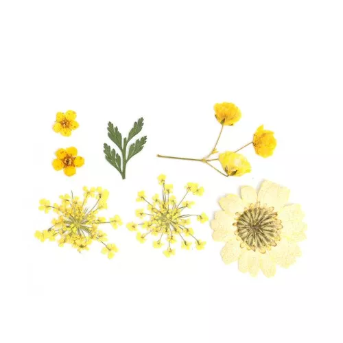 Assortiment fleurs séchées et pressées sur planche pour la création DIY - Jaune x1