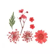 Assortiment fleurs séchées & pressées sur planche pour la création DIY - Rouge x1