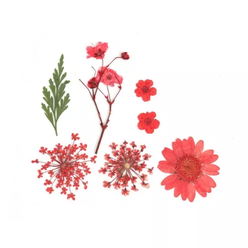 Assortiment fleurs séchées & pressées sur planche pour la création DIY - Rouge x1