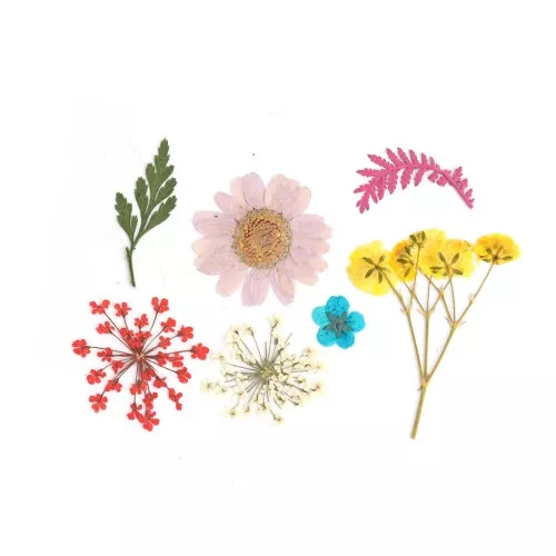 Assortiment fleurs séchées & pressées sur planche pour création DIY - Multicolore