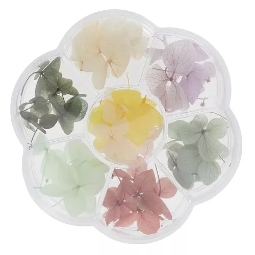 Assortiment en boite de fleurs séchées & pressées - Hortensia Multicolore