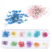 Assortiment en boite de 25 fleurs séchées et pressées - Multicolore|raw }}