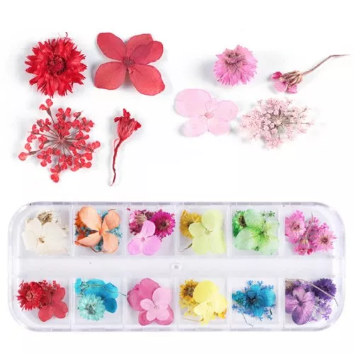 Assortiment en boite de 48 fleurs et feuilles séchées et pressées - Multicolore
