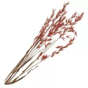 Avoines Rouge séchées pour composition florale x5 tiges
