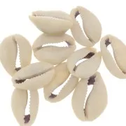 Assortiment de demi coquillages Cauri 18 à 20 mm - Naturel x10