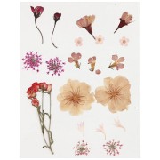 Assortiment fleurs séchées & pressées sur planche pour création DIY - Rose clair