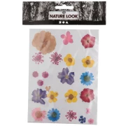 Assortiment fleurs séchées & pressées sur planche pour création DIY - Panaché
