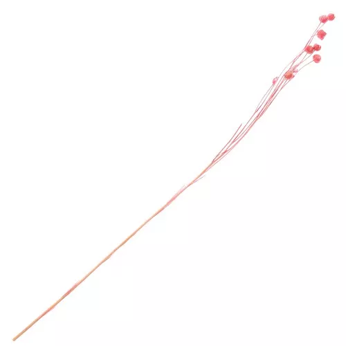 Lin séché rose pour composition florale x1 tige