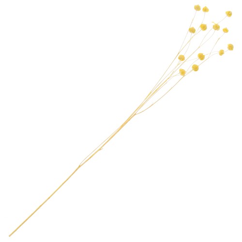 Lin séché jaune pour composition florale x1 tige