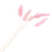 Lagurus séchés - rose - pour composition florale x5 tiges