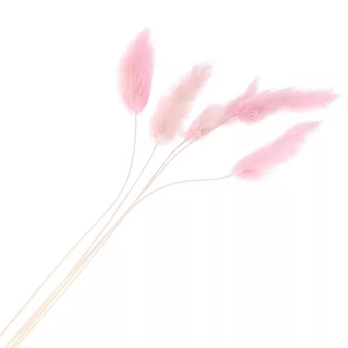 Lagurus séchés - rose - pour composition florale x5 tiges