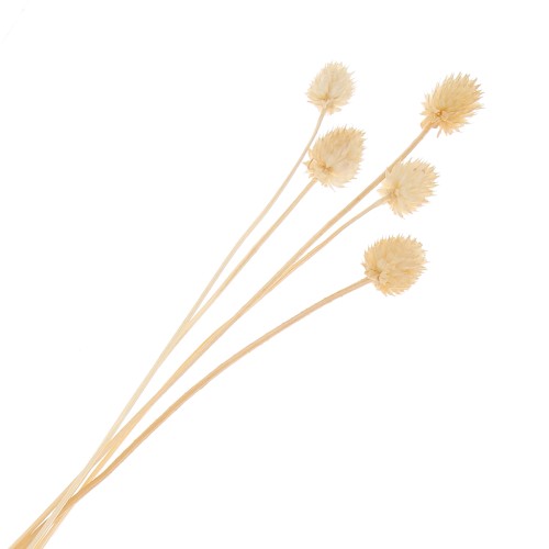 Cardères japonaises séchées - naturel - pour composition florale x5 tiges
