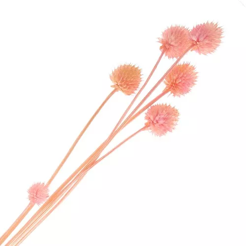 Cardères japonaises séchées - rose - pour composition florale x5 tiges