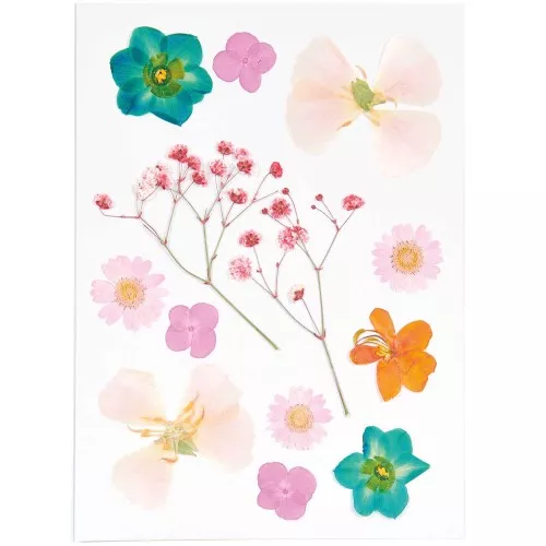 Assortiment fleurs séchées & pressées sur planche - Mix Orange - Turquoise