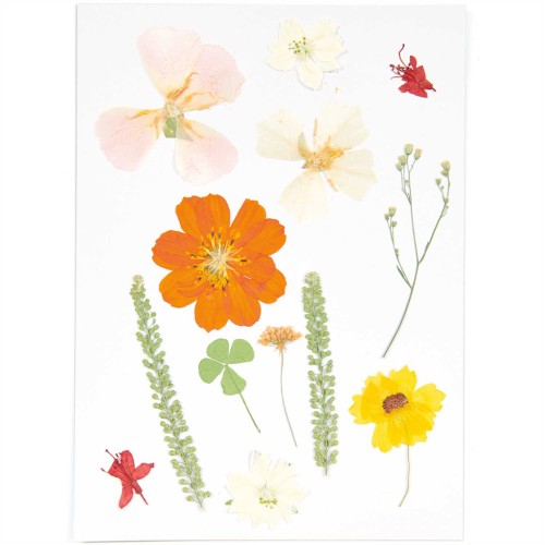 Assortiment fleurs séchées & pressées sur planche - Mix nature Orange
