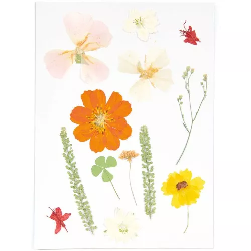 Assortiment fleurs séchées & pressées sur planche - Mix nature Orange