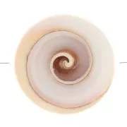 Perle en coquillage 17 mm - Naturel x1