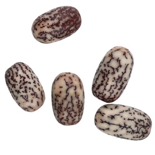 Graines polies de Veitchia merrillii - noix de Betel 15x10 mm Naturel x 5