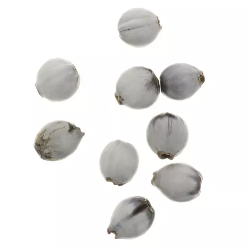 Graines larme de job 10 mm Naturel x 10