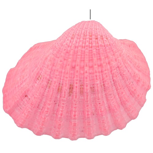 Pendentif coquillage teinté 16 à 20 mm - Rose x1