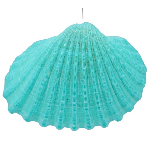 Pendentif coquillage teinté 16 à 20 mm - Turquoise x1