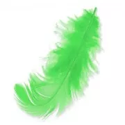 Plumes 8 à 12 cm Vert Anis x3gr