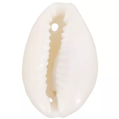 Assortiment intercalaires coquillages Cauri 19 à 22 mm - Naturel x10