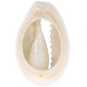 Coquillage Cauri 18-23 mm imprimé motif léopard -  Bleu ciel - Noir x1