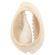 Coquillage Cauri 18-23 mm imprimé motif léopard - Jaune - Ocre - Noir x1