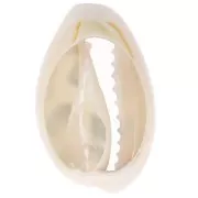 Coquillage Cauri 18-23 mm imprimé motif léopard -  Ecru - Caramel - Noir x1