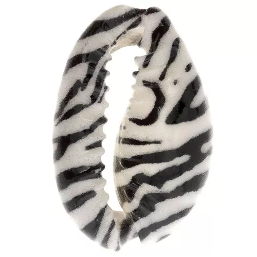 Coquillage Cauri 18-23 mm imprimé motif zèbre - Ecru - Noir x1