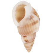 Coquillages spirales percés - 18 à 21 mm - Naturel x10
