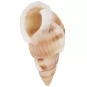 Coquillages spirales percés - 18 à 21 mm - Naturel x10