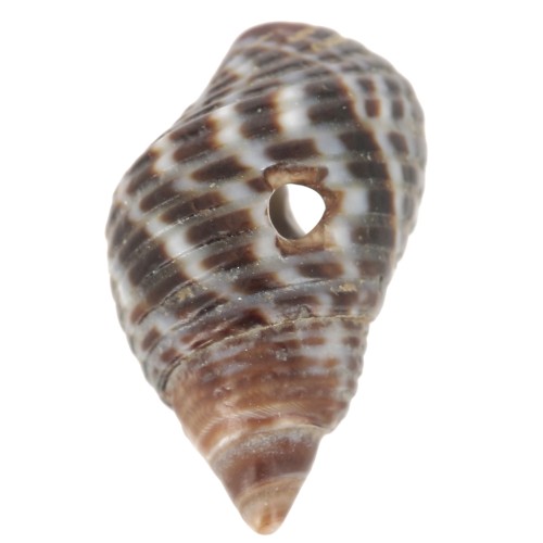 Coquillages spirales percés - 11 à 13 mm Naturel - Brun x10