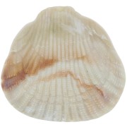 Pendentif coquillage en résine 34x36 mm - Beige marbré x1