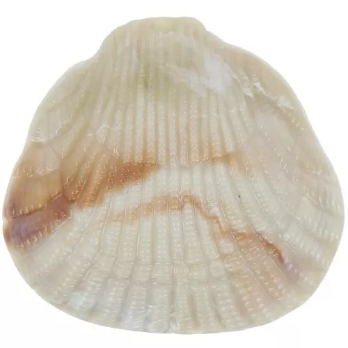 Pendentif coquillage en résine 34x36 mm - Beige marbré x1