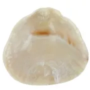 Pendentif coquillage en résine 34x36 mm - Beige marbré x1