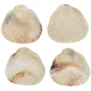 Pendentif coquillage en résine 34x36 mm - Beige marbré x1