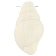 Pendentif coquillage 20.5x13 mm en résine opaque - Ecru x1