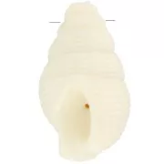 Pendentif coquillage 20.5x13 mm en résine opaque - Ecru x1