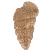 Pendentif coquillage 18x11 mm en résine opaque - Bronze marbré|raw }}