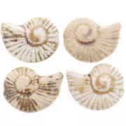 Perle coquillage 40x31 mm en céramique - Beige - Marbré marron x1